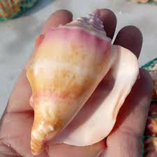 Decor crafts fun crafts diy and crafts arts and crafts crafts for the home diy projects to try craft projects project ideas wood projects. Buy Maijiabao New Natural Pink Shell Conch Coral Sea Snail Starfish Home Fish Tank Decoration At Affordable Prices Free Shipping Real Reviews With Photos Joom
