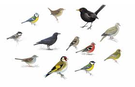 20 Birds To Spot In Your Garden And How To Attract Them In