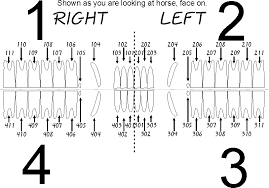 triadan dental chart dog