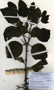 Image result for Phragmanthera capitata