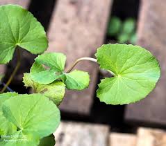 Image result for Cissampelos torulosa