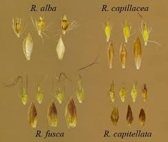 Image result for Rhynchospora gracillima