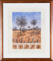 Image result for Euphorbia baylissii