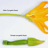 How to make zucchini flowers with rice. 1