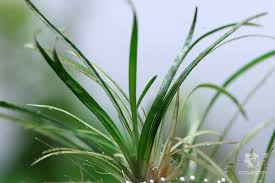 Image result for Eriocaulon schimperi