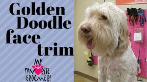 Strategic brand + website design. How To Trim A Golden Doodle Face Youtube