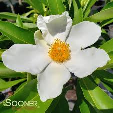 Image result for Limosella grandiflora