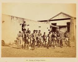 The Planting & Manufacture of Indigo in ...