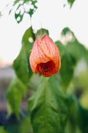 Image result for Abutilon angulatum