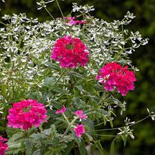 Image result for Euphorbia graminea