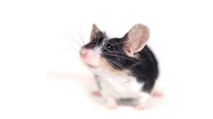 Very dark and morose indeed. How To Properly Care For Mice Other Rodents Rspca