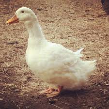 Can T Get You Outta My Head Peking Duk My Husband And I Decided To Start Raising Pekin Ducks On A Whim We Were Picking Out Birds For Our Chicken Flock Pekin Duck Duck And Ducklings Pekin Ducklings