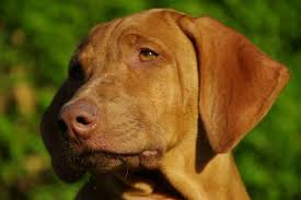 Check spelling or type a new query. Livernose Rhodesian Ridgeback Tussangana Mbey N Rhodesian Ridgeback