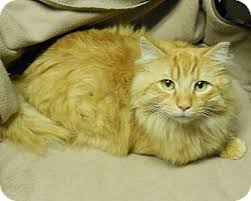 Some kittens are priced higher depending several factors. Rochester Ny Maine Coon Meet Prince Hairy A Pet For Adoption