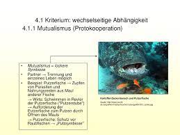 Maybe you would like to learn more about one of these? Ppt Symbiosen Powerpoint Presentation Free Download Id 4685542