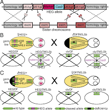 Scientist have not yet genetically modified wasps. Behavior Of Homing Endonuclease Gene Drives Targeting Genes Required For Viability Or Female Fertility With Multiplexed Guide Rnas Pnas