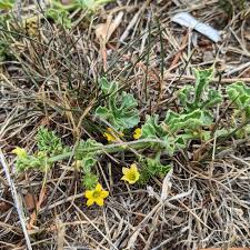 Image result for Cucumis myriocarpus