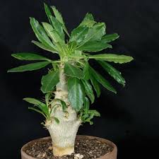 Image result for Pachypodium saundersii