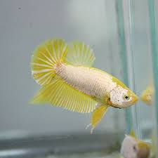 Pin By Vicki Tunkel On Fancy Bettas Betta Fish Betta Aquarium Betta