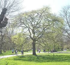 Image result for Celtis