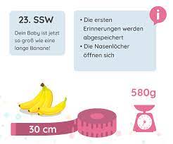 23 Ssw Schwangerschaftswoche