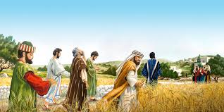 Plucking Grain On The Sabbath Life Of Jesus