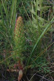 Image result for Polygala melilotoides