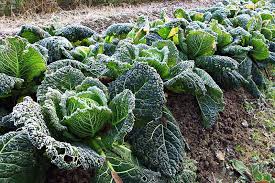 Maybe you would like to learn more about one of these? How To Grow Savoy Cabbage Gardener S Path