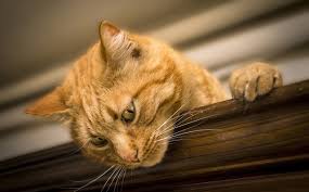 Check spelling or type a new query. 11 Cara Mengatasi Bulu Kucing Rontok Dengan Mudah Dan Penyebabnya