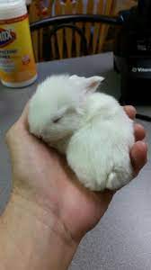 Discover the magic of the internet at imgur, a community powered entertainment destination. 2 Week Old White Holland Lop Bunny Tiny Baby Animals Bunny Pictures Holland Lop Bunnies