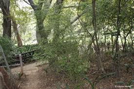 Image result for Cassinopsis ilicifolia