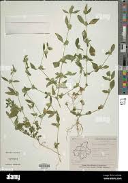 Image result for Rungia