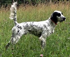 English setter puppies due mid december and ready to go home mid february. English Setters For Sale Petfinder