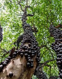 It is said that these trees are named as cannonball trees because of the cannon ball shaped fruits, which are heavy and fall with a heavy force when the stems cannot bear those into the tree.although cannonball flowers are full of scent,these fruits are know for its foul stink smell.i don't have experience with a fallen foul cannonball tree fruits,but could read as they are edible and with. Cauliflory