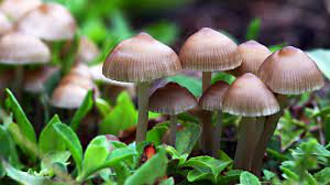 Livetodanceanotherday A New Study Claims Magic Mushrooms Are The Safest Recreational Drugs Four Four Magazine