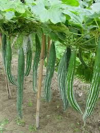 Snake gourd leaves juice is very helpful in treating alopecia, a disease of the scalp resulting in partial or total baldness. Snake Gourd Facts Health Benefits And Nutritional Value