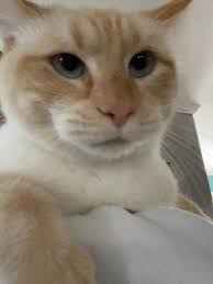 Deceased light-colored cat