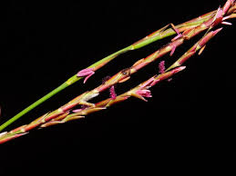 Image result for Phacelurus