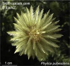 Image result for Phylica emirnensis