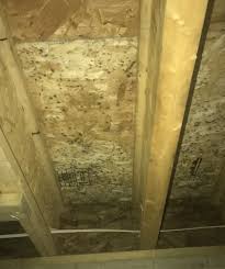The problem with mold is that aside from the fact that they look disgusting, they can be highly toxic. New Construction Basement Mold The Dry Guys