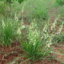 Image result for Dipcadi vaginatum