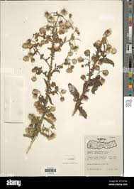 Image result for Laggera