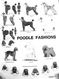 Huxtable The Poodle Toy Poodle Blog Parti Poodle