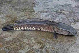 11 Manfaat Ikan Gabus Untuk Kesehatan Sumber Albumin Bagi Tubuh Gabus Ikan Makanan Ikan