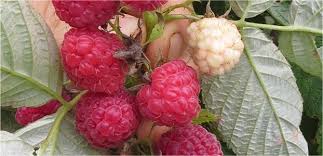 The term is also applied to the edible fruit of this plant, which is a tart, sweet, red composite fruit that in proper botanical language is not a berry at all. Raspberries The Diggers Club