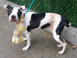 Ariel A1092751 To Be Destroyed 10 13 16 On Public List A Volunteer Writes Ariel Is One Of Those Dogs I Think About Even When I My Animal Animals Pitbulls