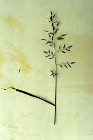 Image result for Eragrostis cilianensis