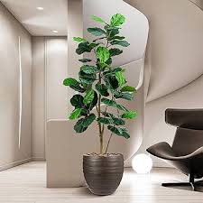 Image result for Ficus lyrata