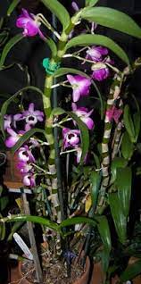 Dendrobium Orchid Care Orchids Care Info