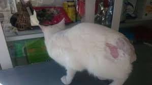 Winpet Kedi Ve Kopekler Icin Yara Koruyucu Korse